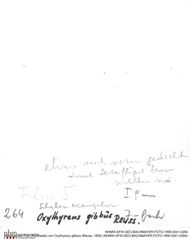 Historisches Foto (Rückseite) von Oxythyreus gibbus (Reuss, 1858) (NHMW-AFW-GEO-BACHMAYER-FOTO-1990-0041-0264)